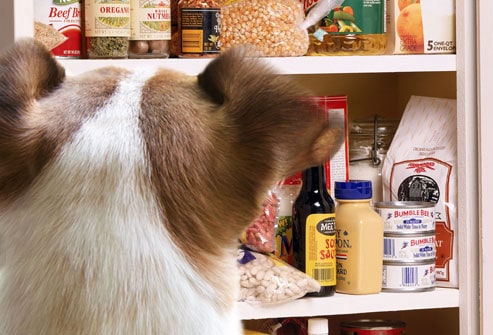 13 Foods that Can Kill Your Pet