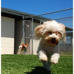A pet boarding dog sprinting across a grassy area near a fenced enclosure.
