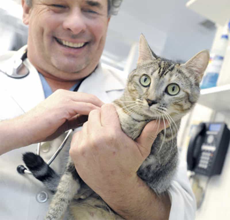A cat being held by a veterinarian.