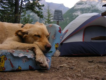 Summertime is for Camping. Protect your Pet!