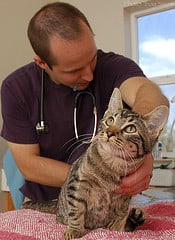 Your Cat’s Trip to the Veterinary Hospital