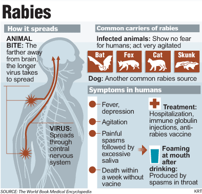 The Recent News on Rabies