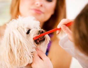 Pet dental care at Town and Country