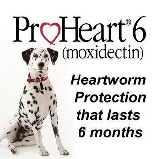 Do you forget about giving monthly heartworm medication? Looking for an affordable alternative? Ask us about ProHeart 6!
