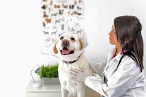 Town & Country Veterinary Clinic Anesthetic Safety in your pet in Marietta, GA