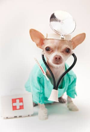 Doctor dog primary pet care in Marietta, GA