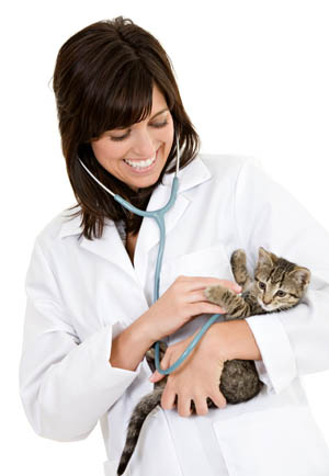 Pet getting routine or annual check ups at Town & Country Vet