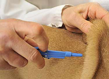 The Art of Microchipping