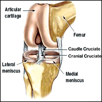 repair of the ACL