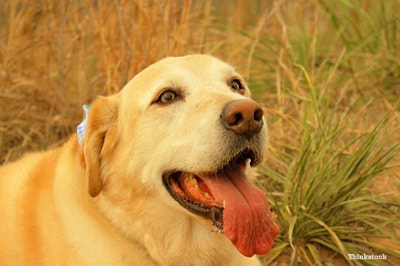 When is Dog Panting Abnormal?