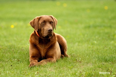 5 Facts You May Not Know About Lyme Disease in Dogs