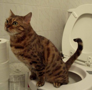urine enfermedad gatos urinario tracto peeing pee animal ballast lawas urinary kuning yong