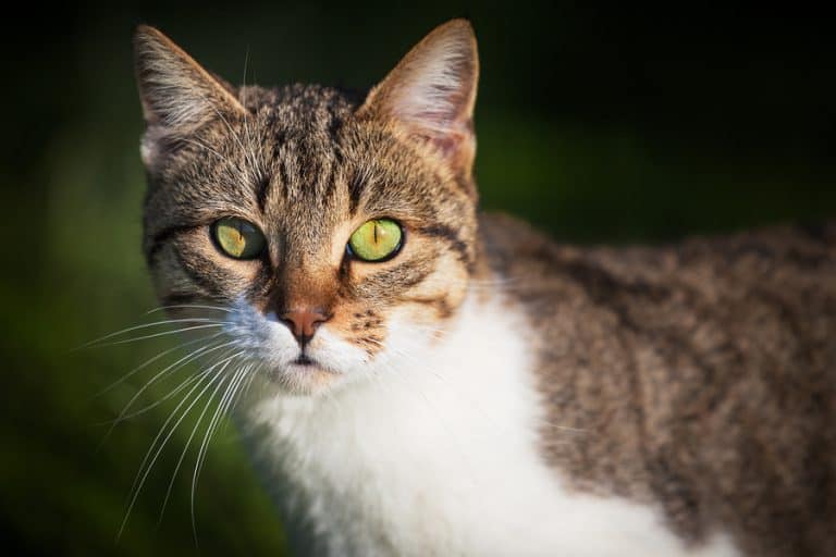 Protect cats from tick-borne illness