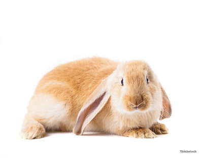 Is a Rabbit the Right Pet for My Family?