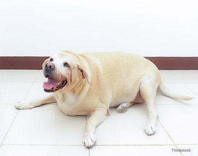 Pets, Obesity and Diabetes: An Epidemic in 2016