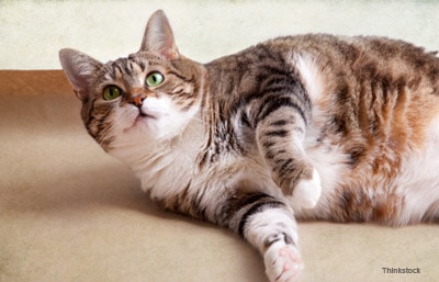 Stem Cells from Fat May Help Fight Kidney Disease in Cats