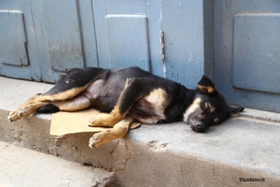 The Overwhelming Street Dogs of Ecuador