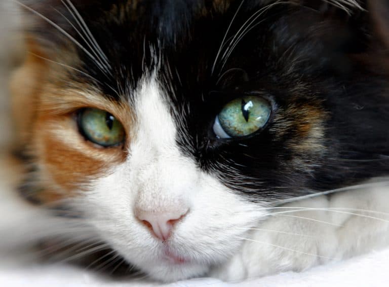 Why male calico cats are as infrequent as hens’ teeth