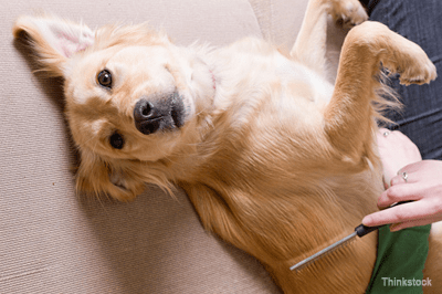Choosing a Groomer for Your Dog