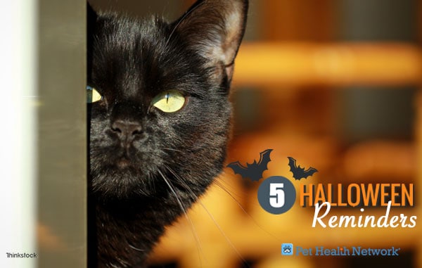 5 Halloween Reminders to Keep Your Cat Safe
