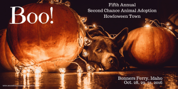 Secret chance animal shelter - boo.