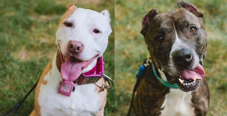 Two dogs have lived in empty house for 7 months since owner expired. Can you help them?