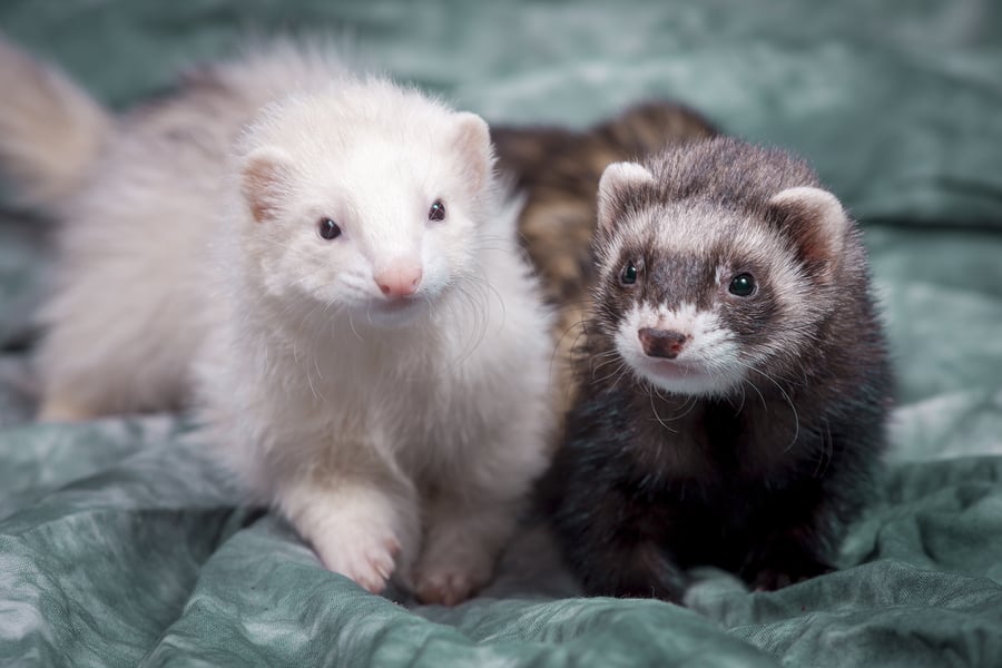 do ferrets get along with dogs