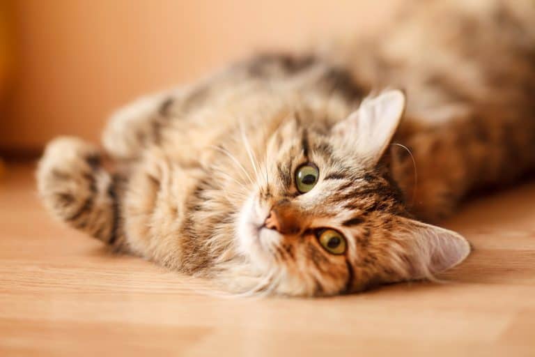 Feline bile duct cyst generally benign, prognosis great