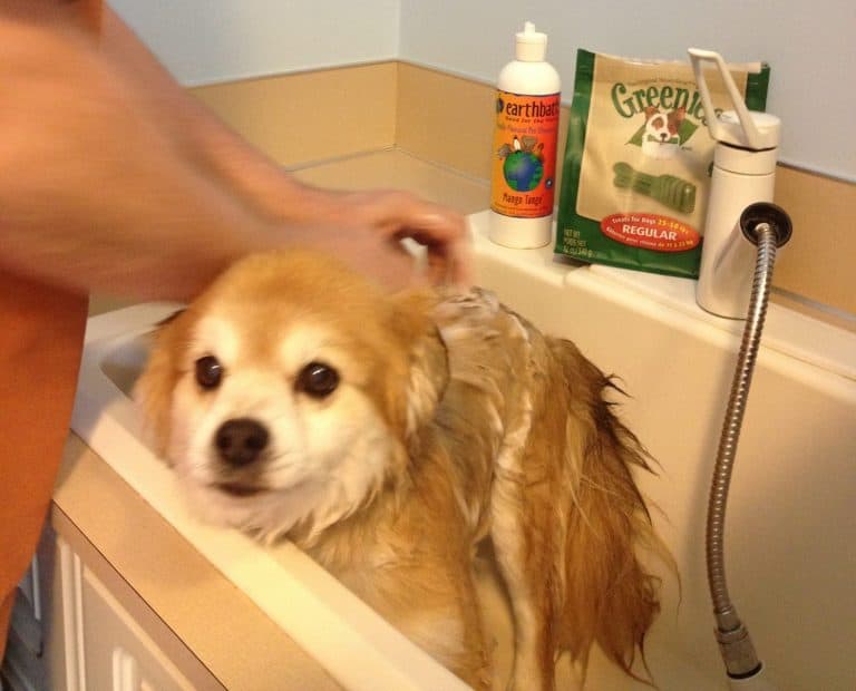A pooch-centric guide to medicated shampoos