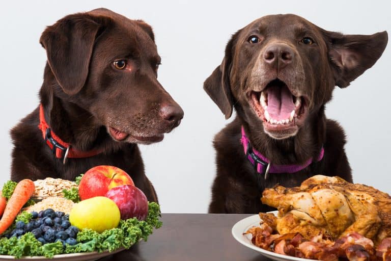 Thanksgiving with Pets: Heavy on the Enjoyable, Gentle on the Journeys to the Emergency Vet