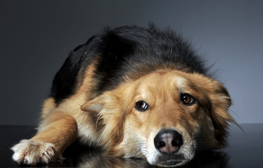 can xanax cause aggression in dogs