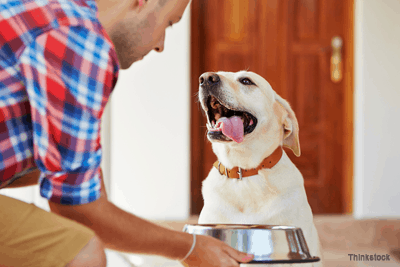 What Not to Feed Your Dog on the Holidays