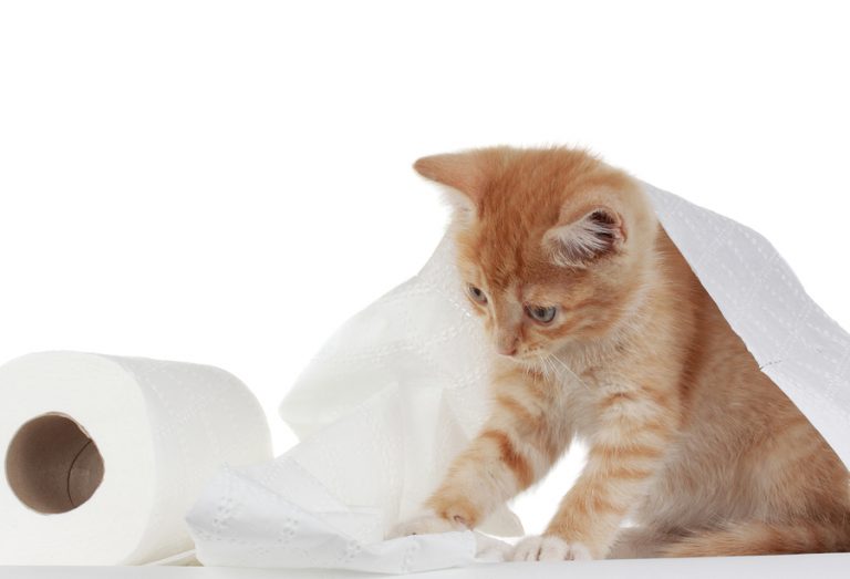How to Kitten-Proof a Home
