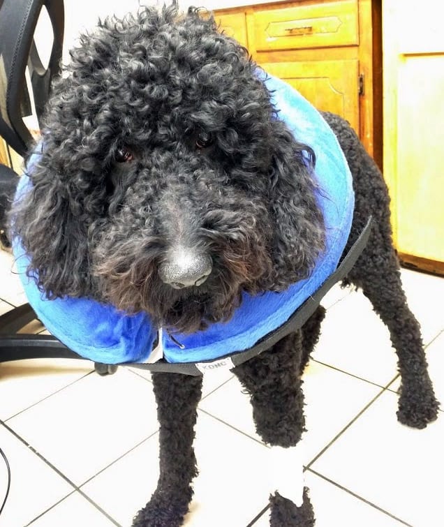 A black poodle wearing a blue collar.