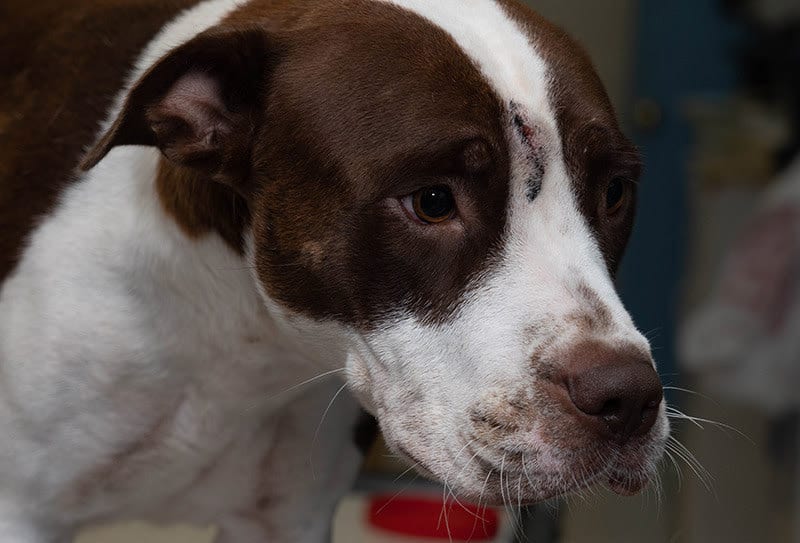 A brown and white dog with a scar on his face.