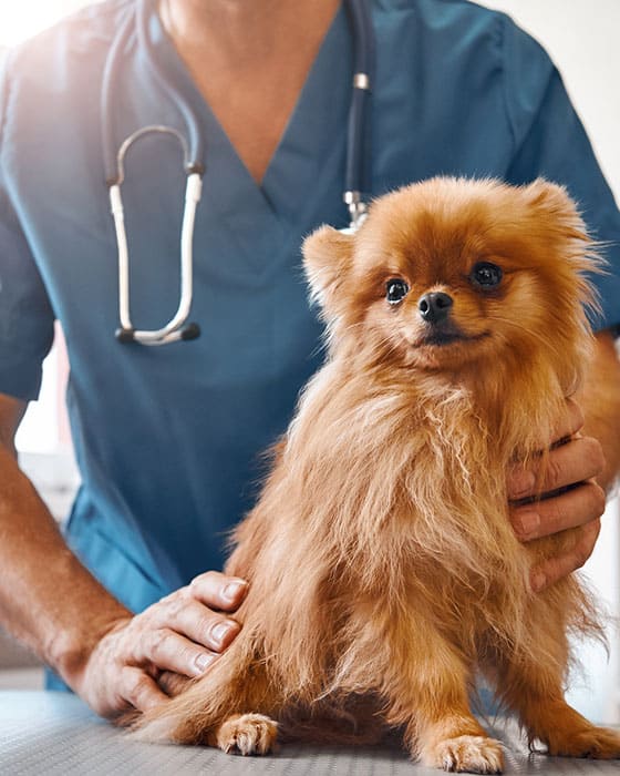 Beyond Pets Animal Hospital | Marietta, GA Veterinary Clinic